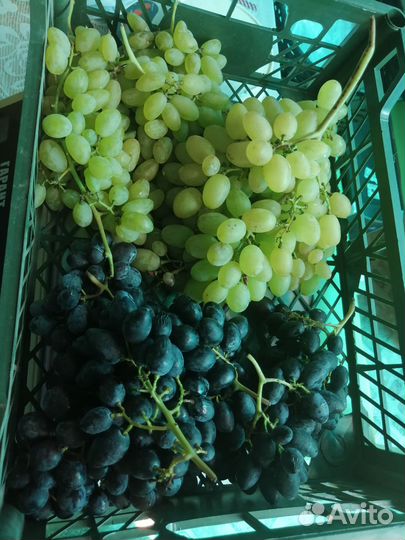 Виноград столовый