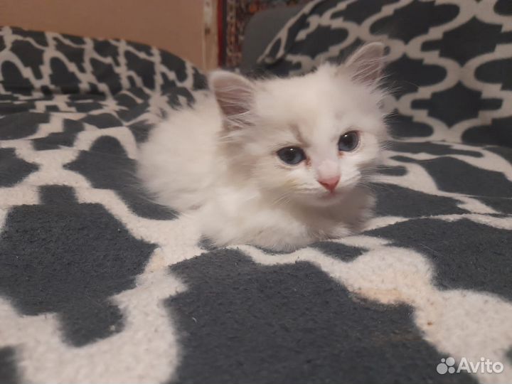 Продаётся котёнок