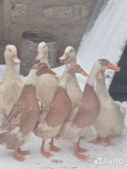 Утки индийский бегунок