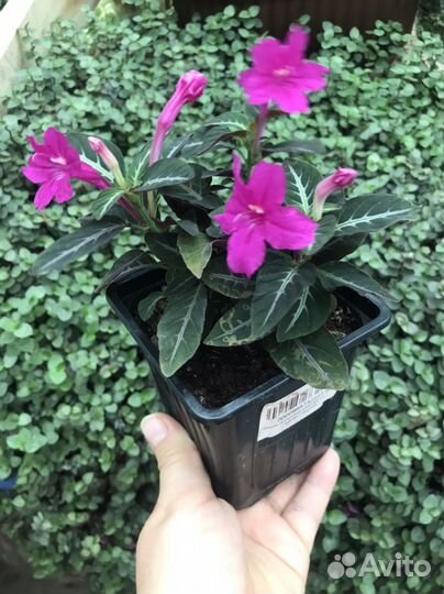 Комнатные растения