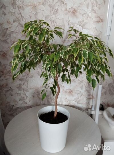 Комнатные цветы