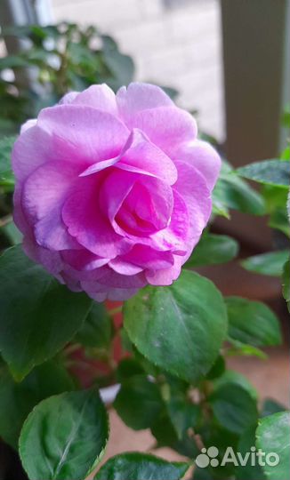 Бальзамин махровый