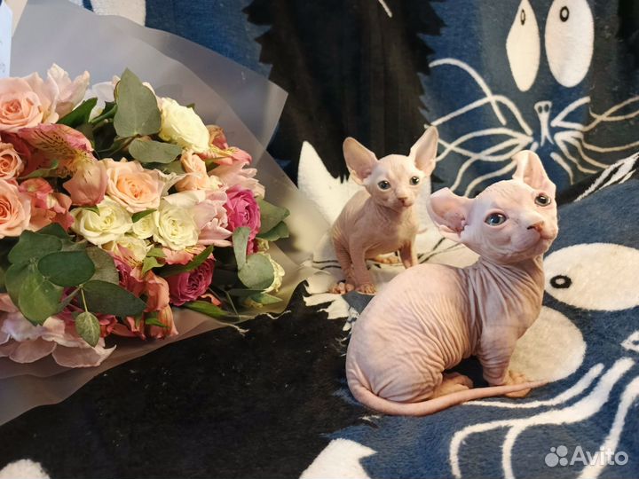 Канадский сфинкс, бамбино, двэльф