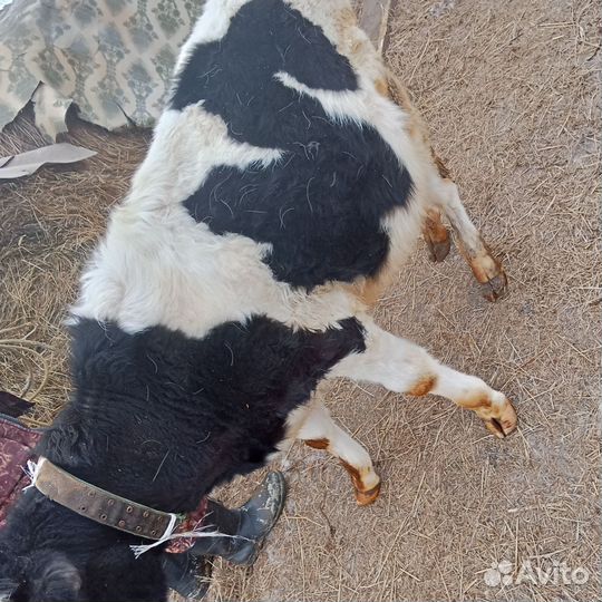 Быки и телки