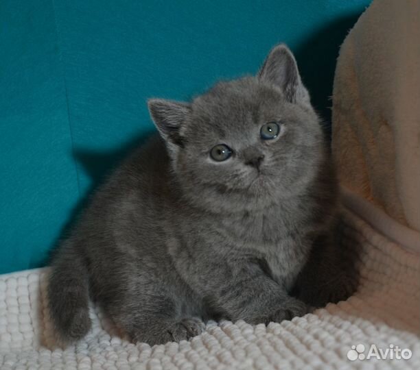 Британские классические