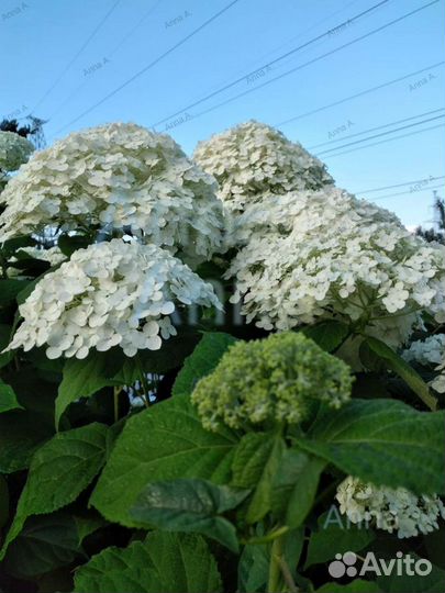 Гортензия древовидная Стронг Аннабель