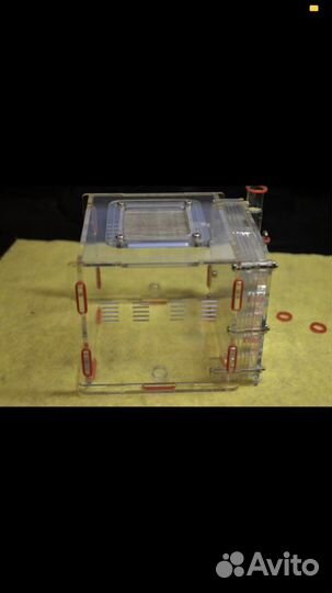 Муравьиная ферма (формикарий )