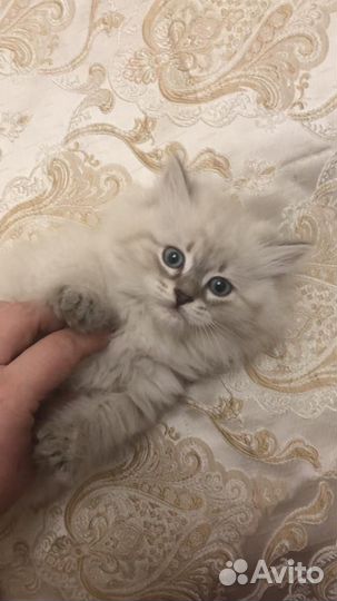 Чистокровные невские маскарадные котята