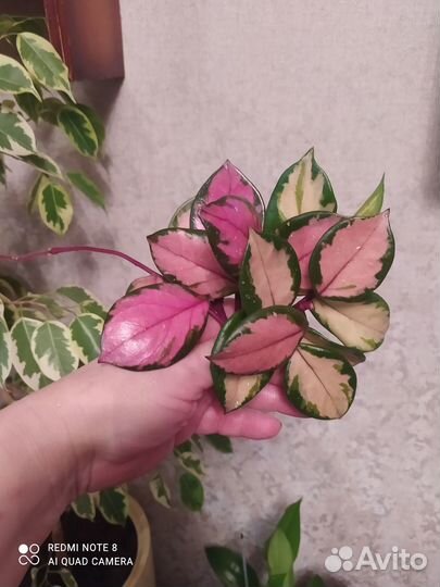 Комнатные цветы