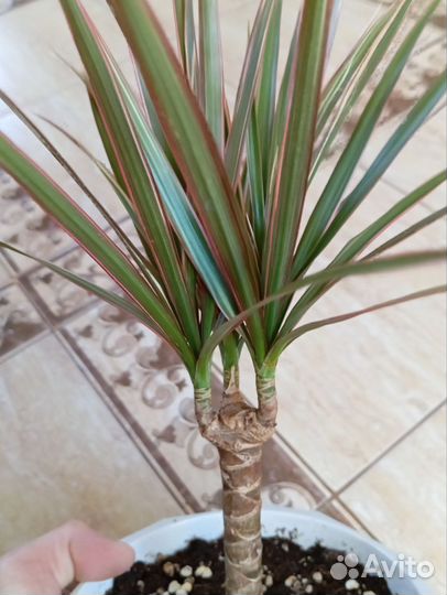 Драцена Биколор цветок