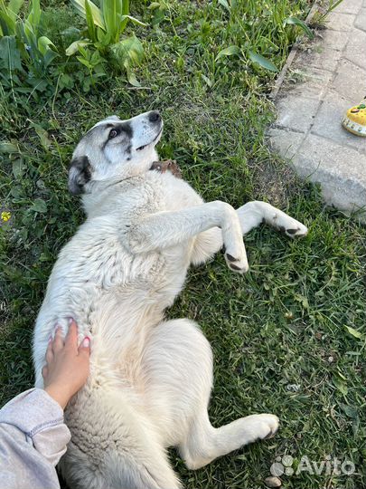 Отдам собаку в добрые руки