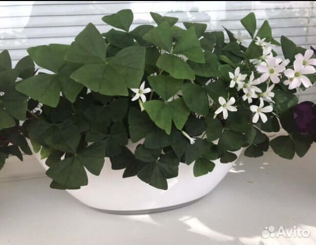 Кислица Оксалис