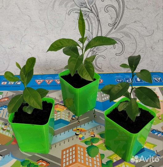 Саженцы лимона, мандарина