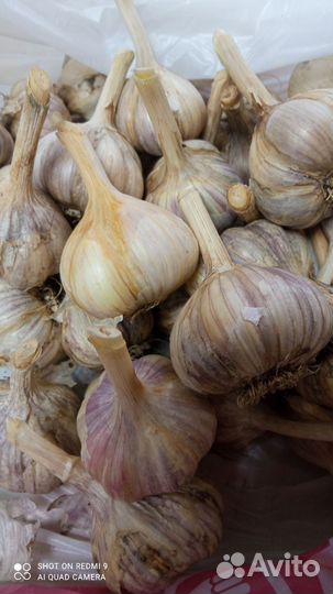 Чеснок на посадку