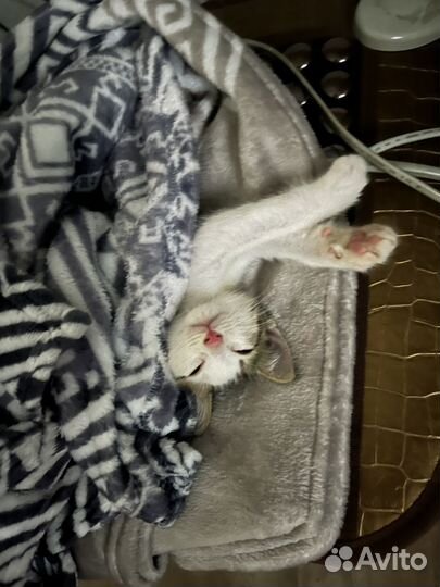 Котенок мальчик в добрые руки