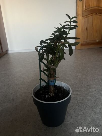 Денежное дерево