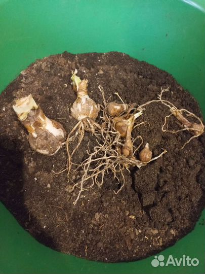 Гиппиаструм