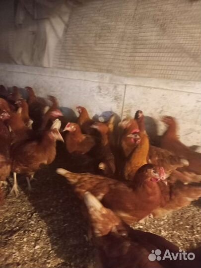 Куры молодки несушки