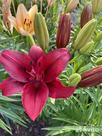 Цветущие лилии