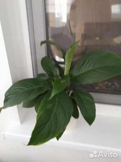 Спатифиллум