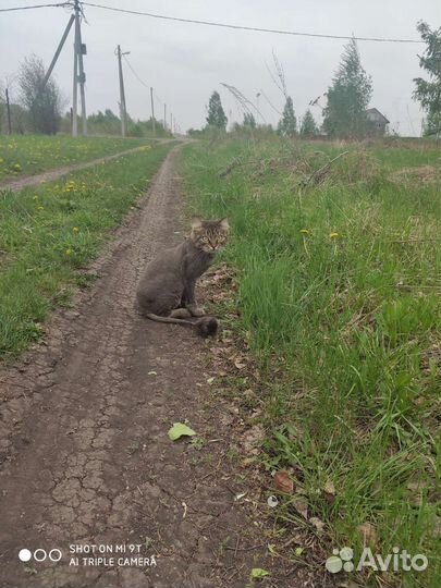 Стрижка кошек и собак