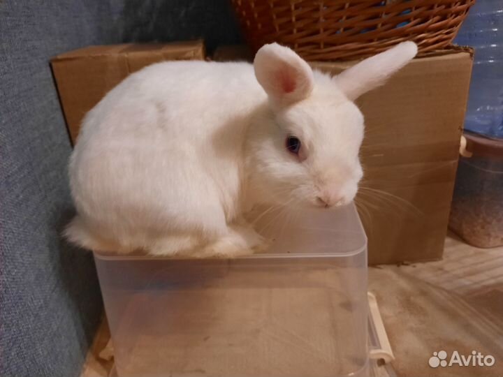 Декоративный кролик мальчик для вязки