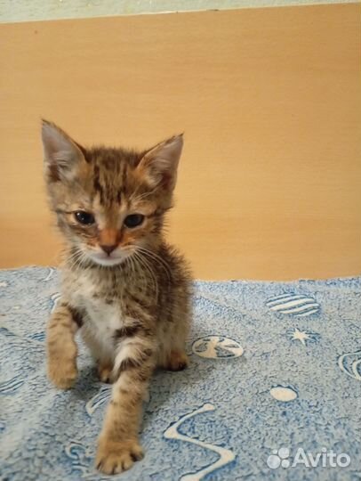 Котята