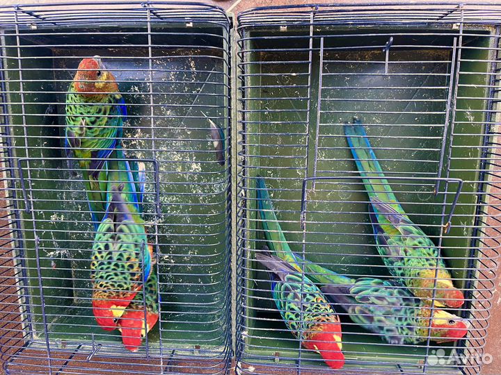 Разелла Стенли