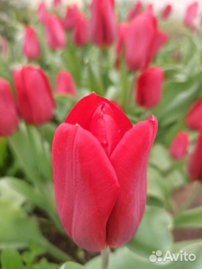 Луковицы тюльпанов и луковицы гладиолусов