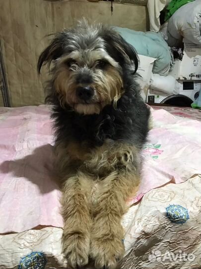 Собака в самые ответственные руки