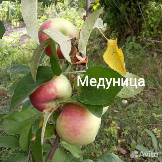Саженцы яблони