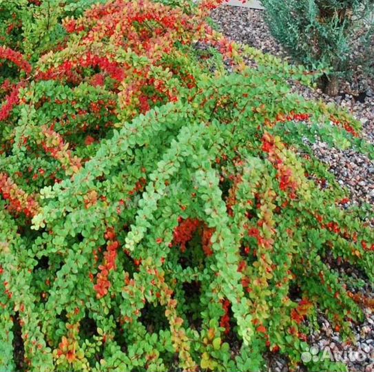 Саженцы барбарисов