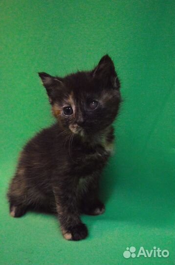 Пристраиваются котята Сима и Семен