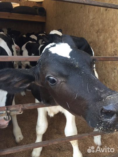 Телятки бычки и телки