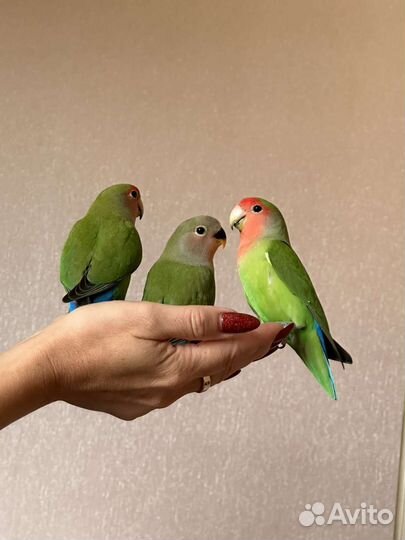 Птенцы Неразлучники домашнего разведения