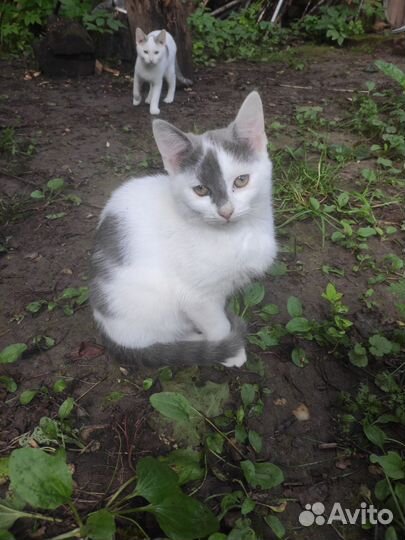 Кисточка ищет дом