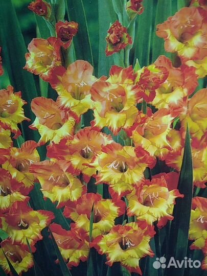 Гладиолус, фрезия, анемона