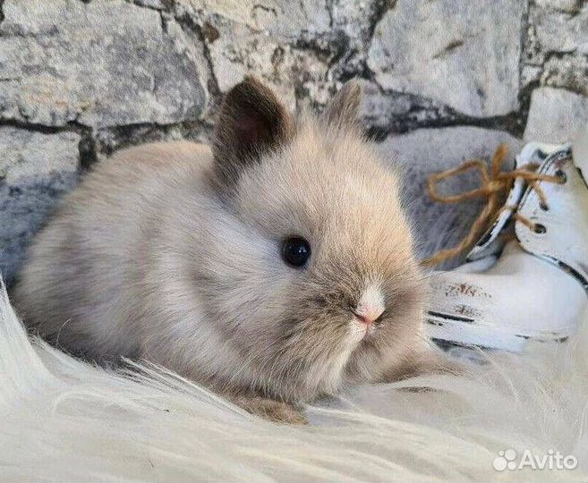 Карликовые Кролики