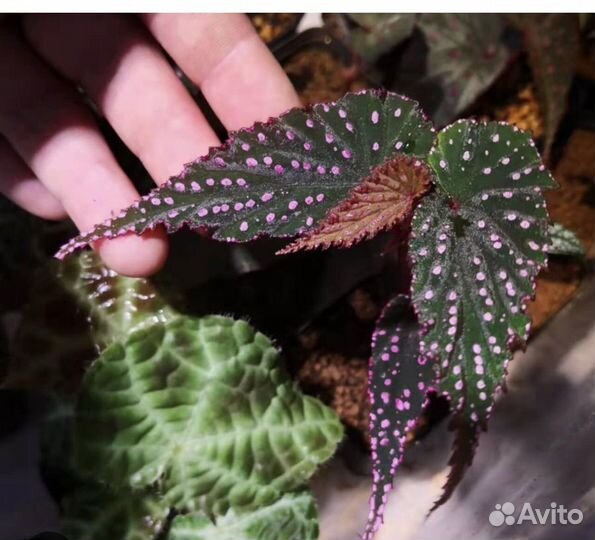 Бегонии редкие(новинки ) набор