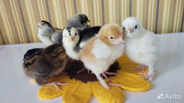 Цыпляты кур мясо-яичные породы