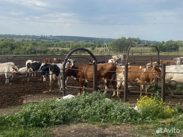 Коровы дойные молочные, нетели