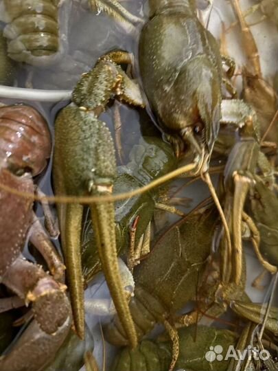 Сочные раки от 3 кг