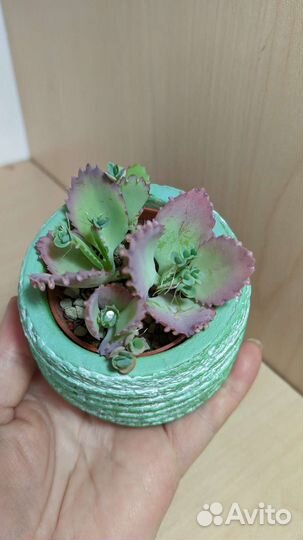 Суккуленты в ассортименте