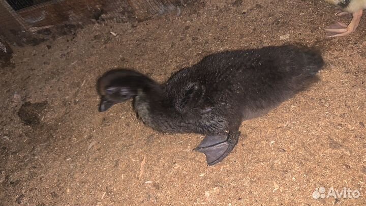 Перепела индоудки