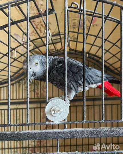 Большой серый попугай с клеткой