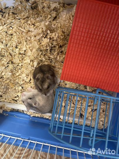 Клетка для грызунов