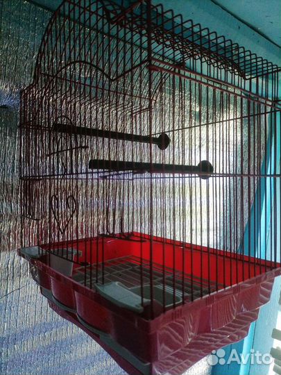 Зебровые амадины