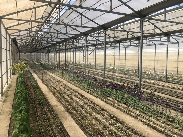 Теплицы, 4000 м ² С домом. Обмен на автомобил