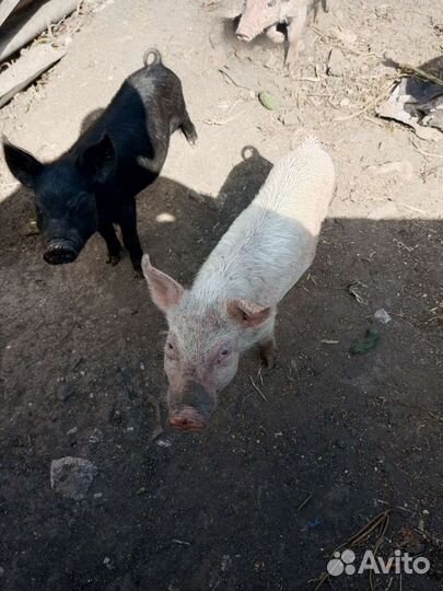 Поросята ландрас дюрок