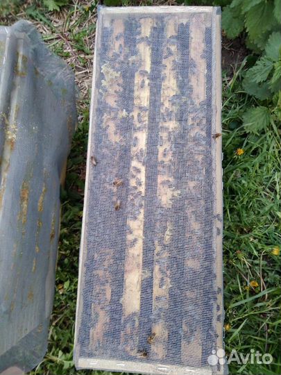 Пчеломатки среднерусской породы